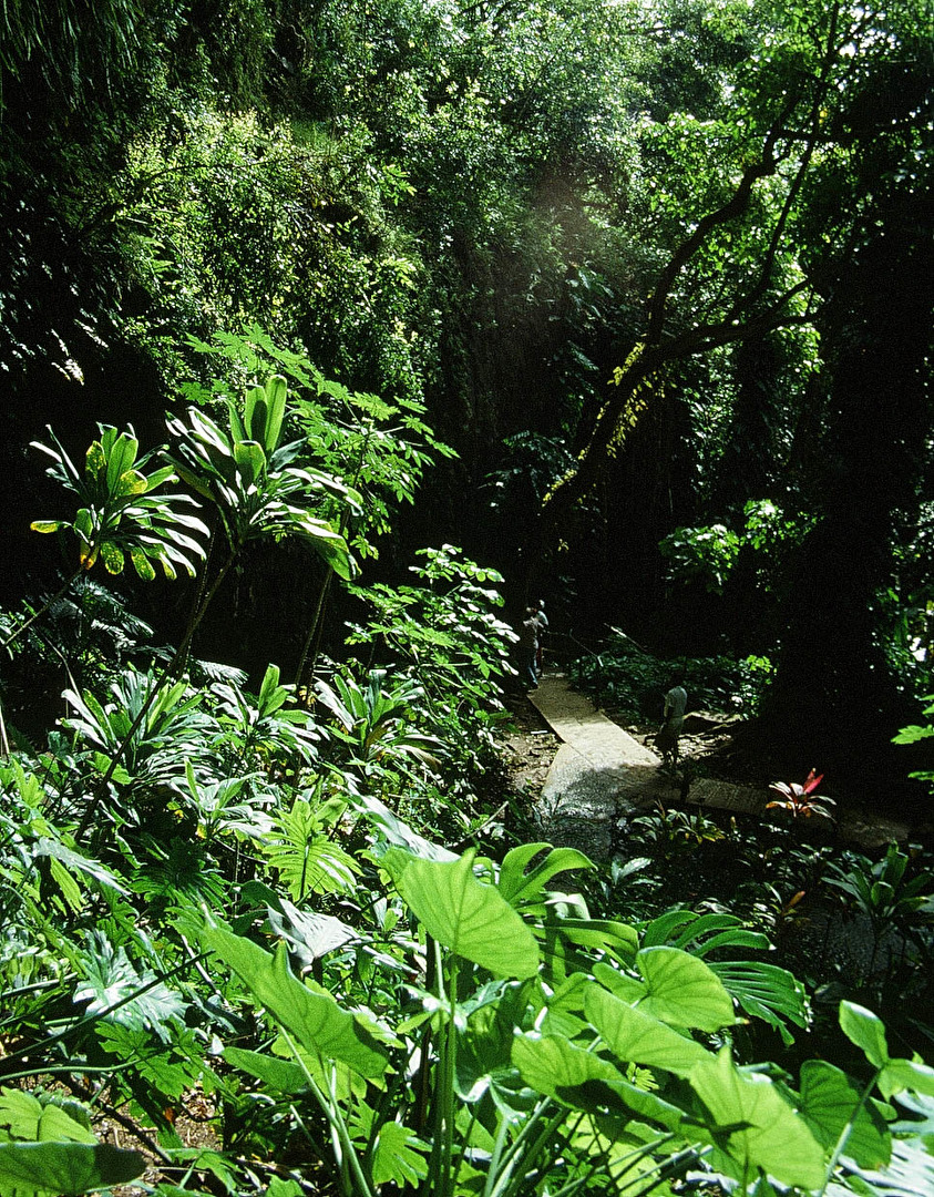 URWALD AUF DER INSEL KAHULUI - HAWAII - SÜDSEE