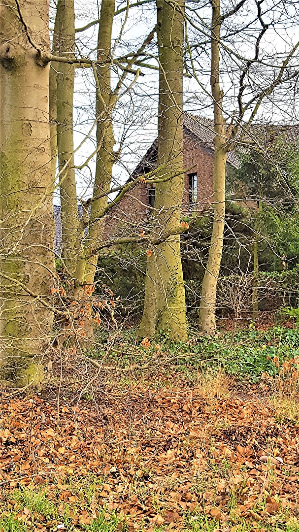 Haus im Wald