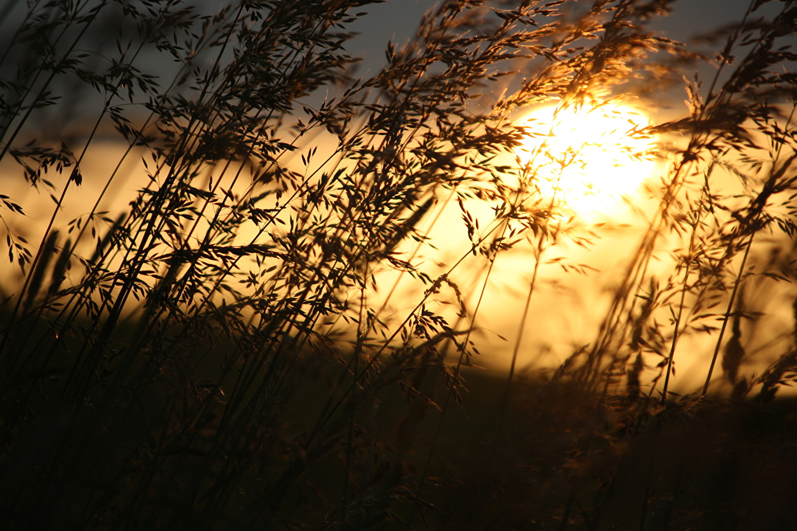 Sonnenuntergang am Feld