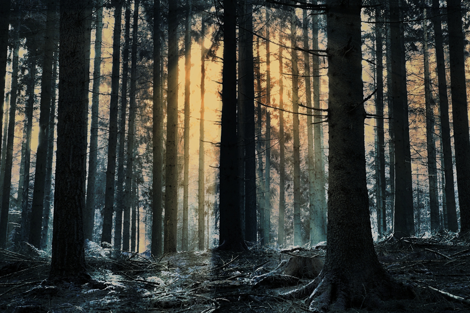 songsfromthewood2