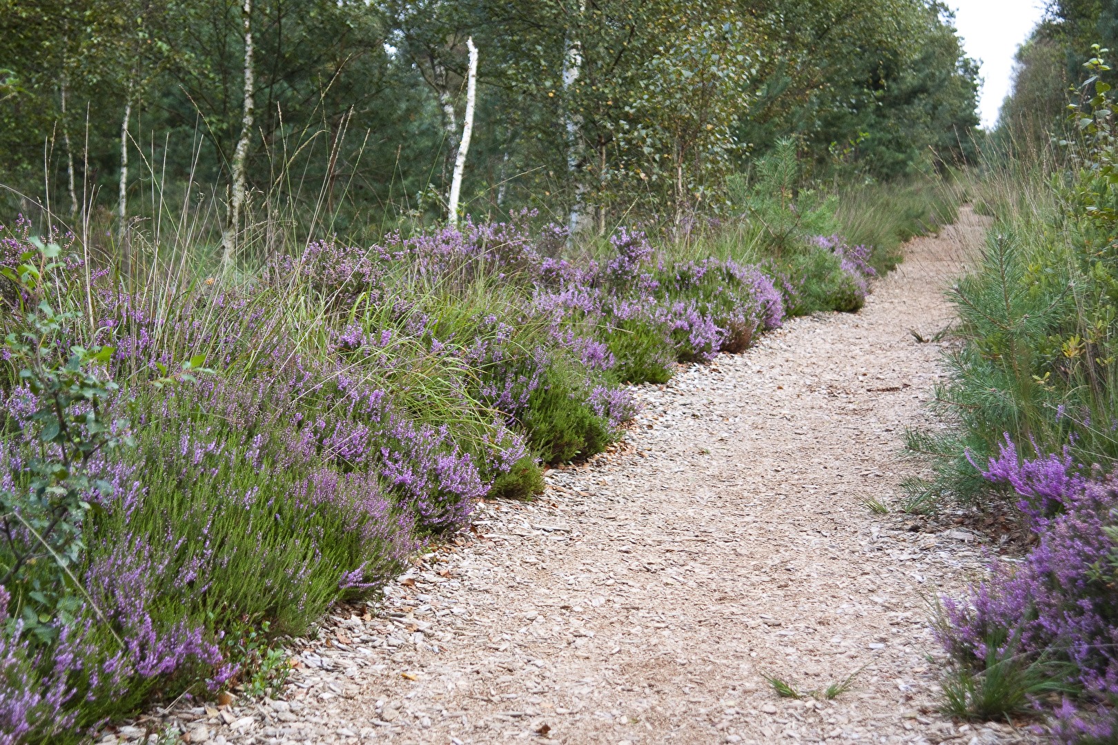 Landschaften (N)