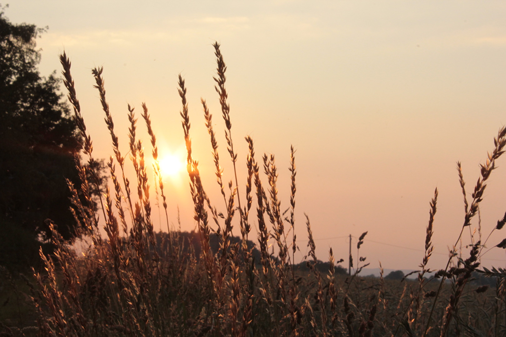 Sunset in the field