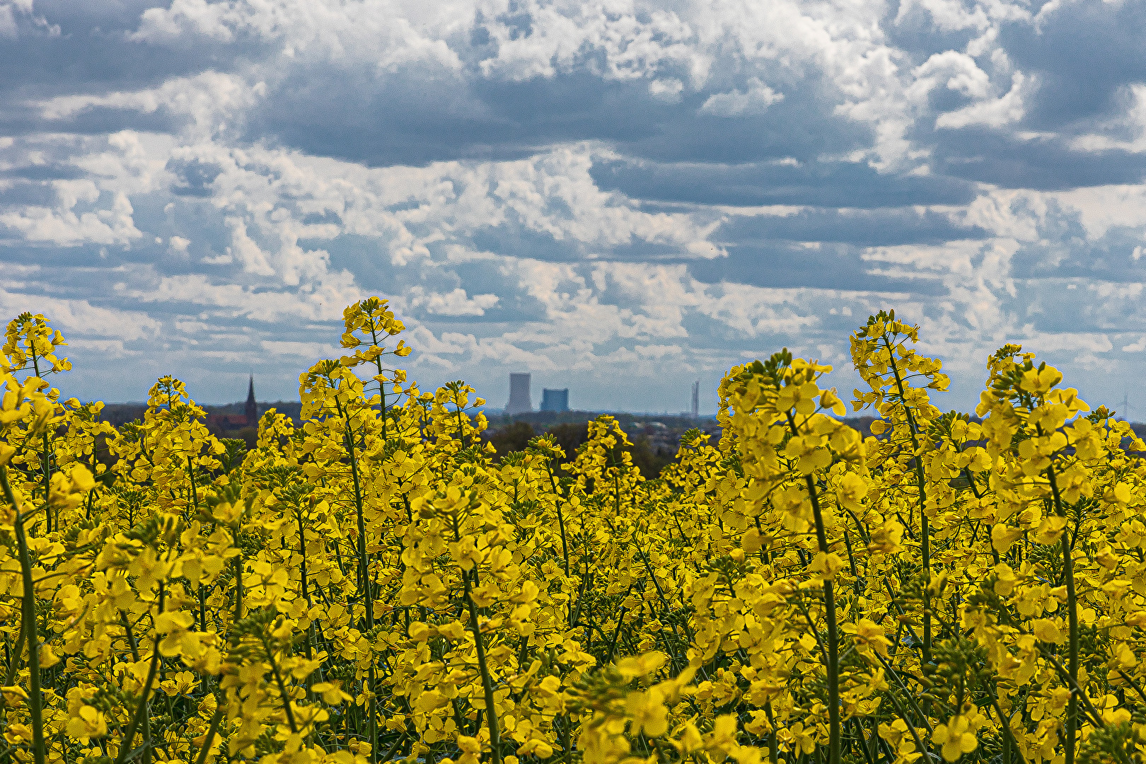 Schaun mir mal durch`s Rapsfeld . . .