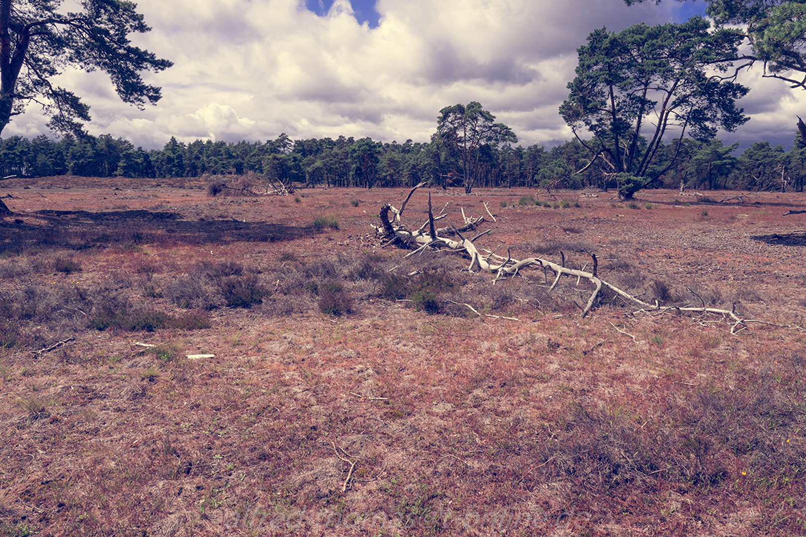 Hoge Veluwe