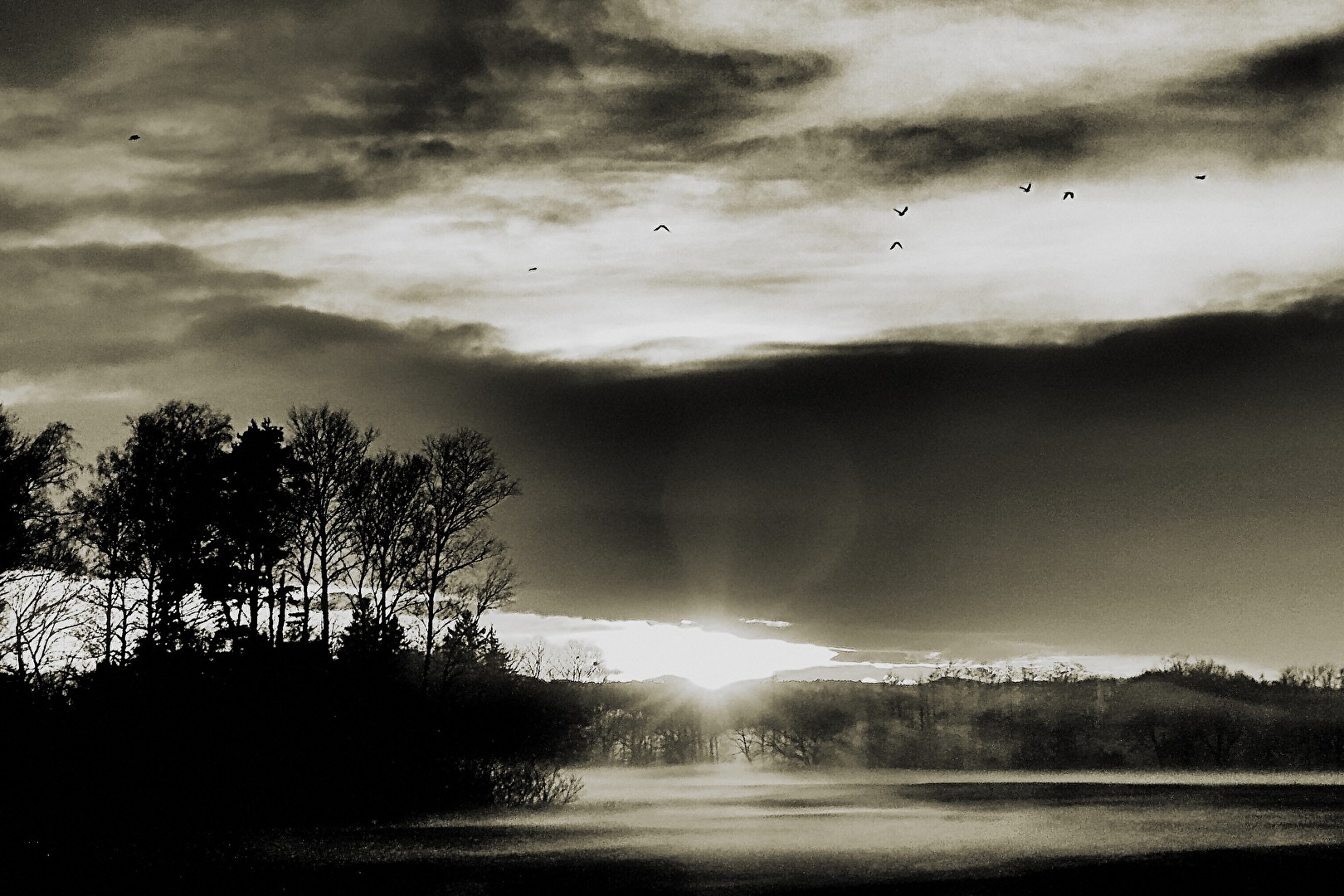 Flug der Krähen