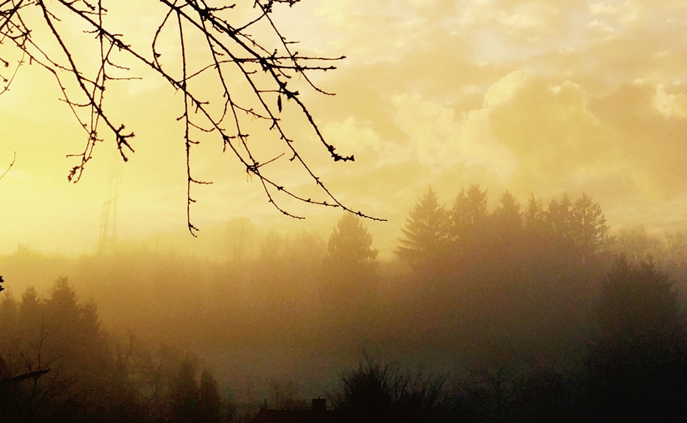 Frühnebel