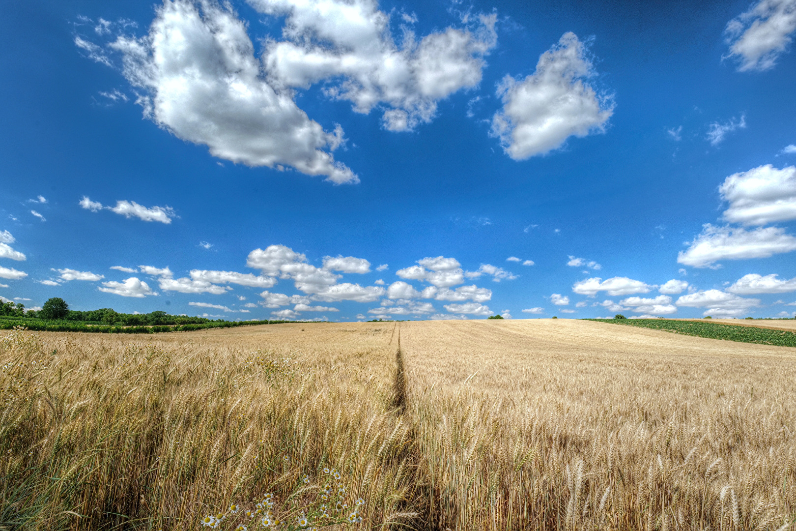 Fields of gold