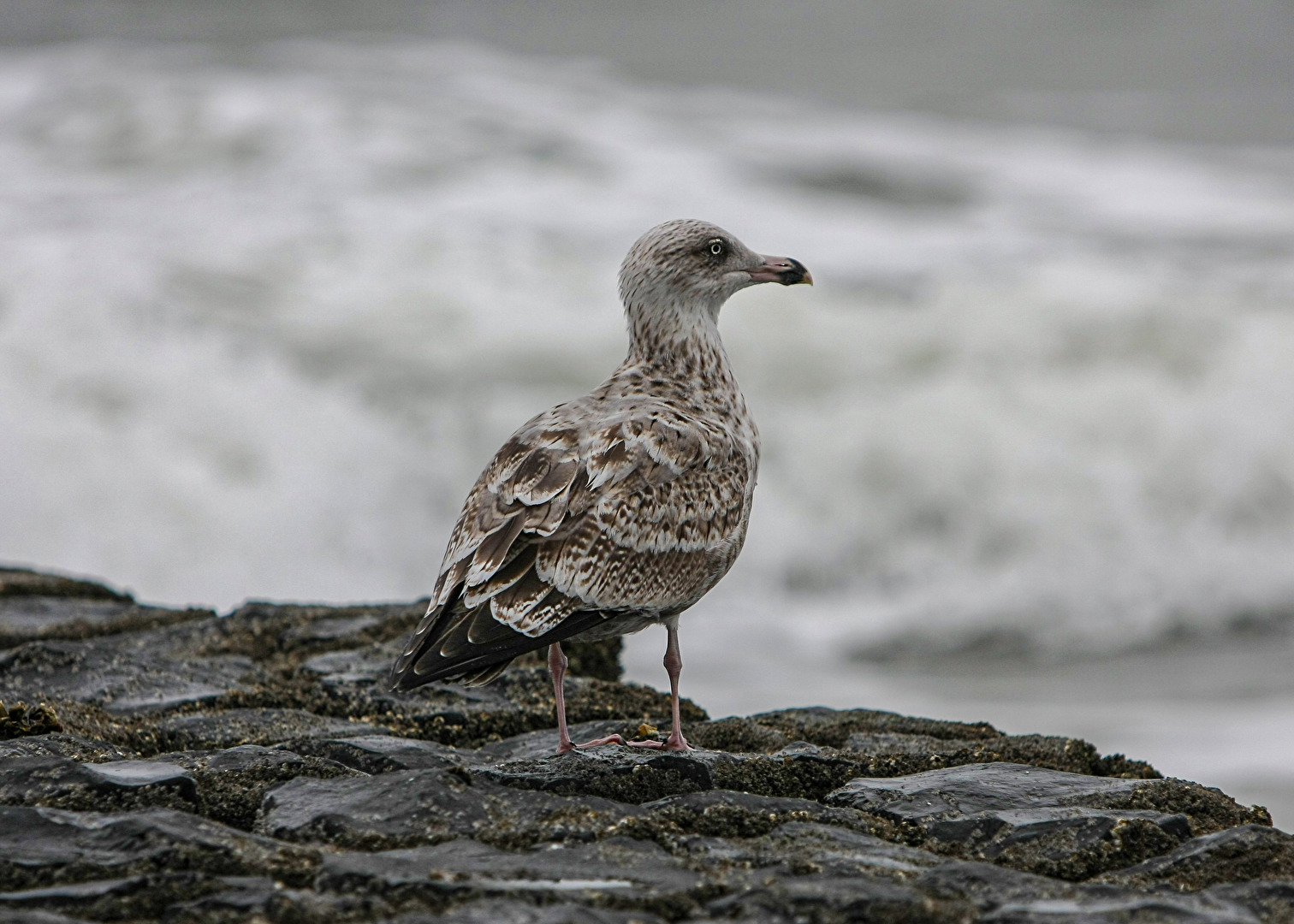 Oh, oh . . .  , das wird wieder ein stürmischer Flug heute!
