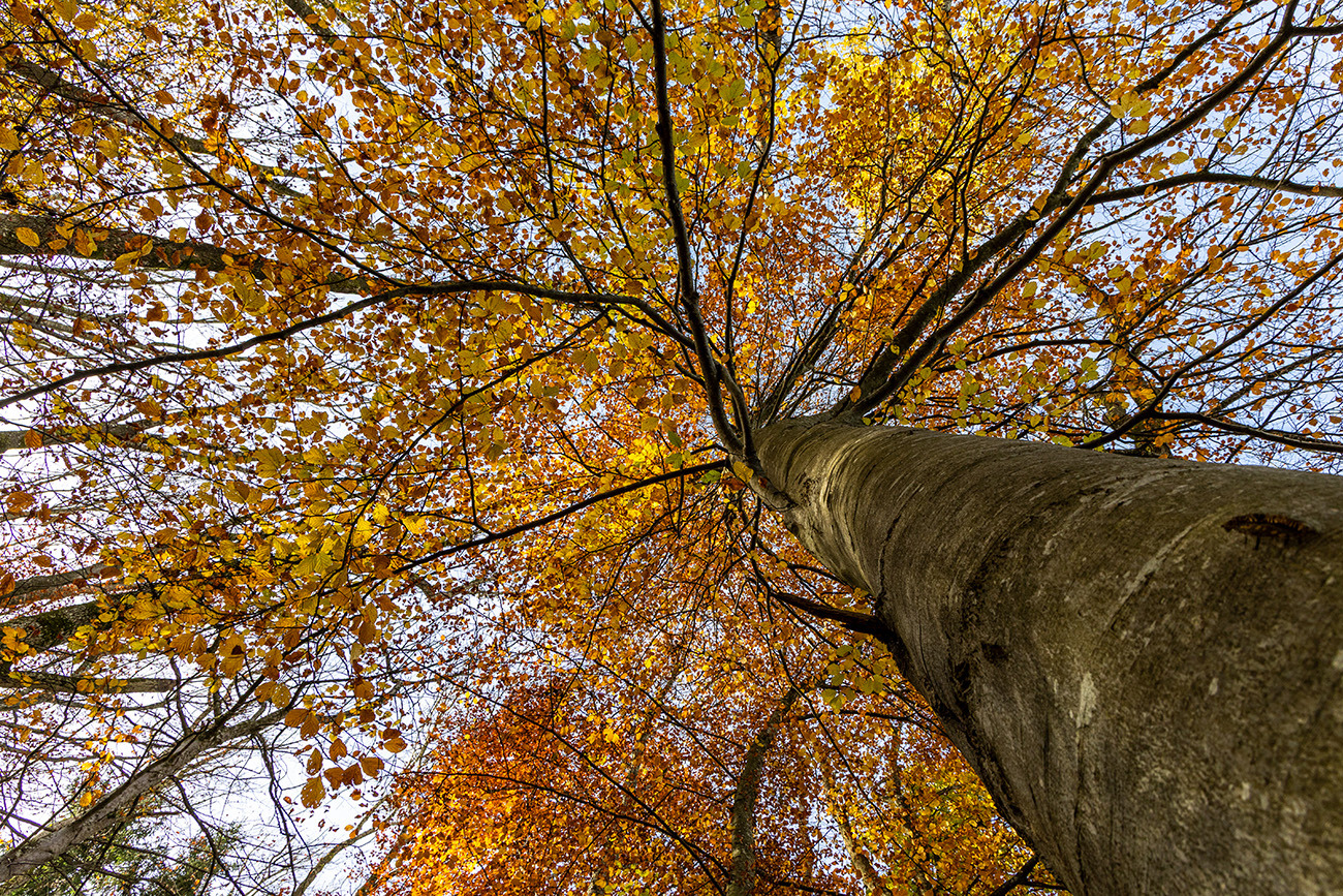 Noch sind einige Herbstblätter am Baum.