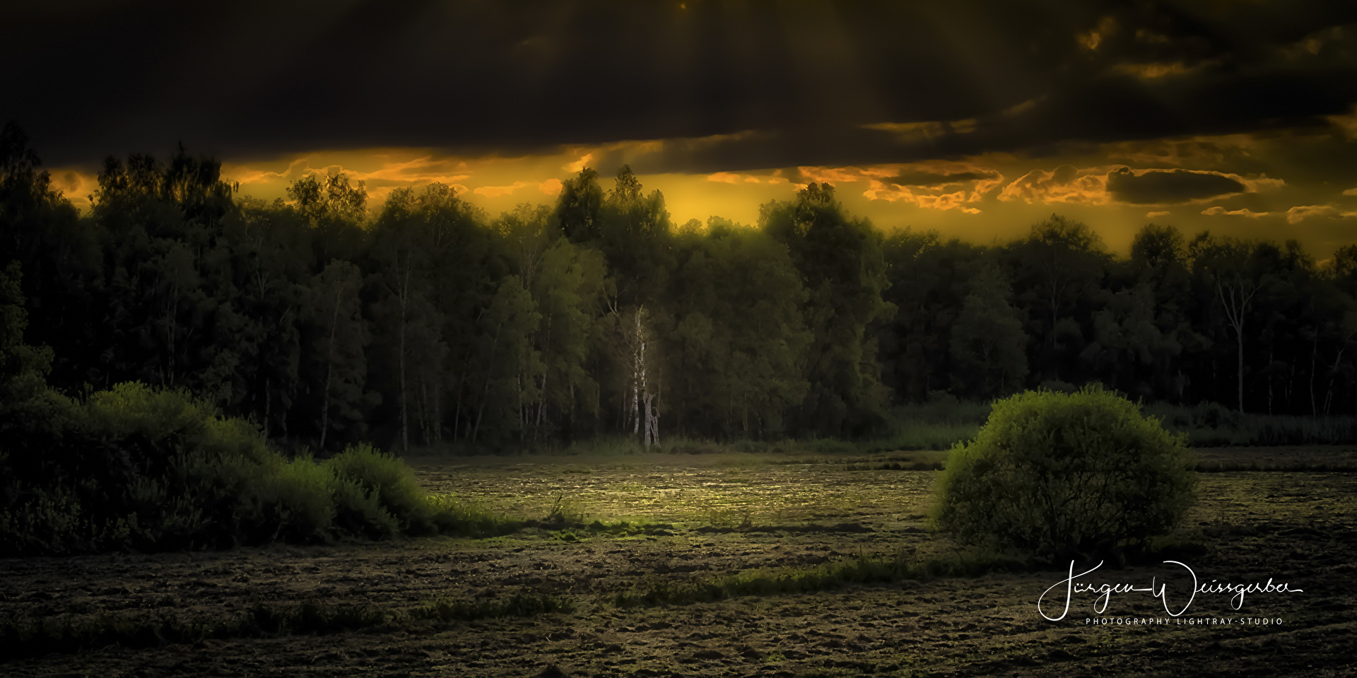 Lichtung im Abendlicht