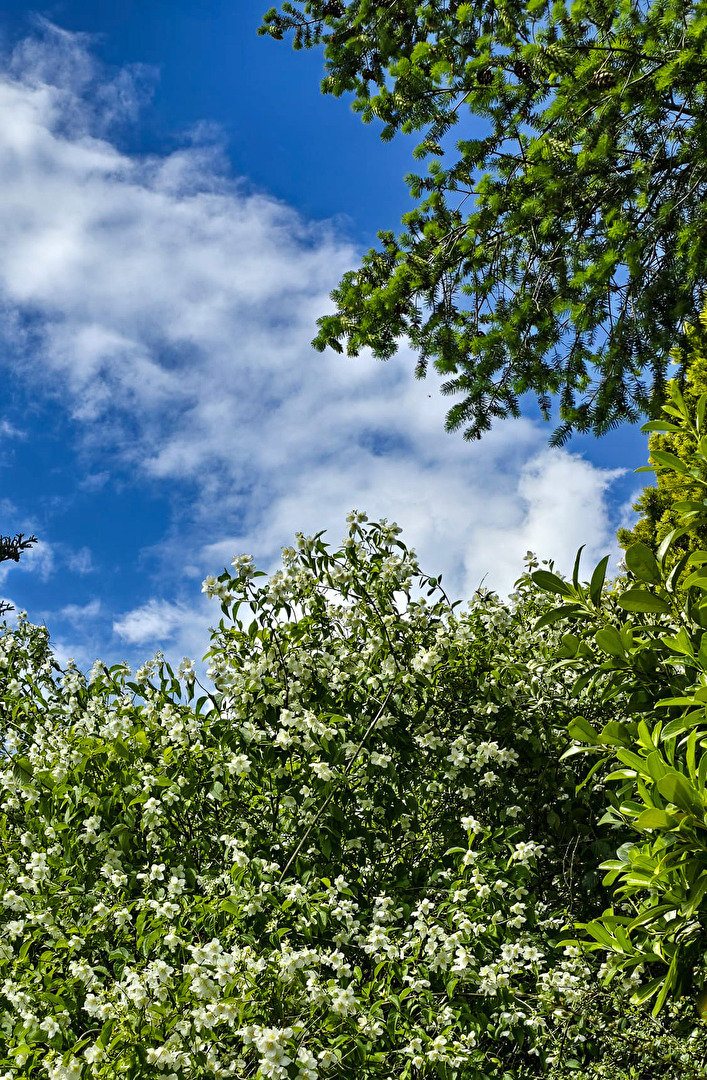Falscher Jasmin