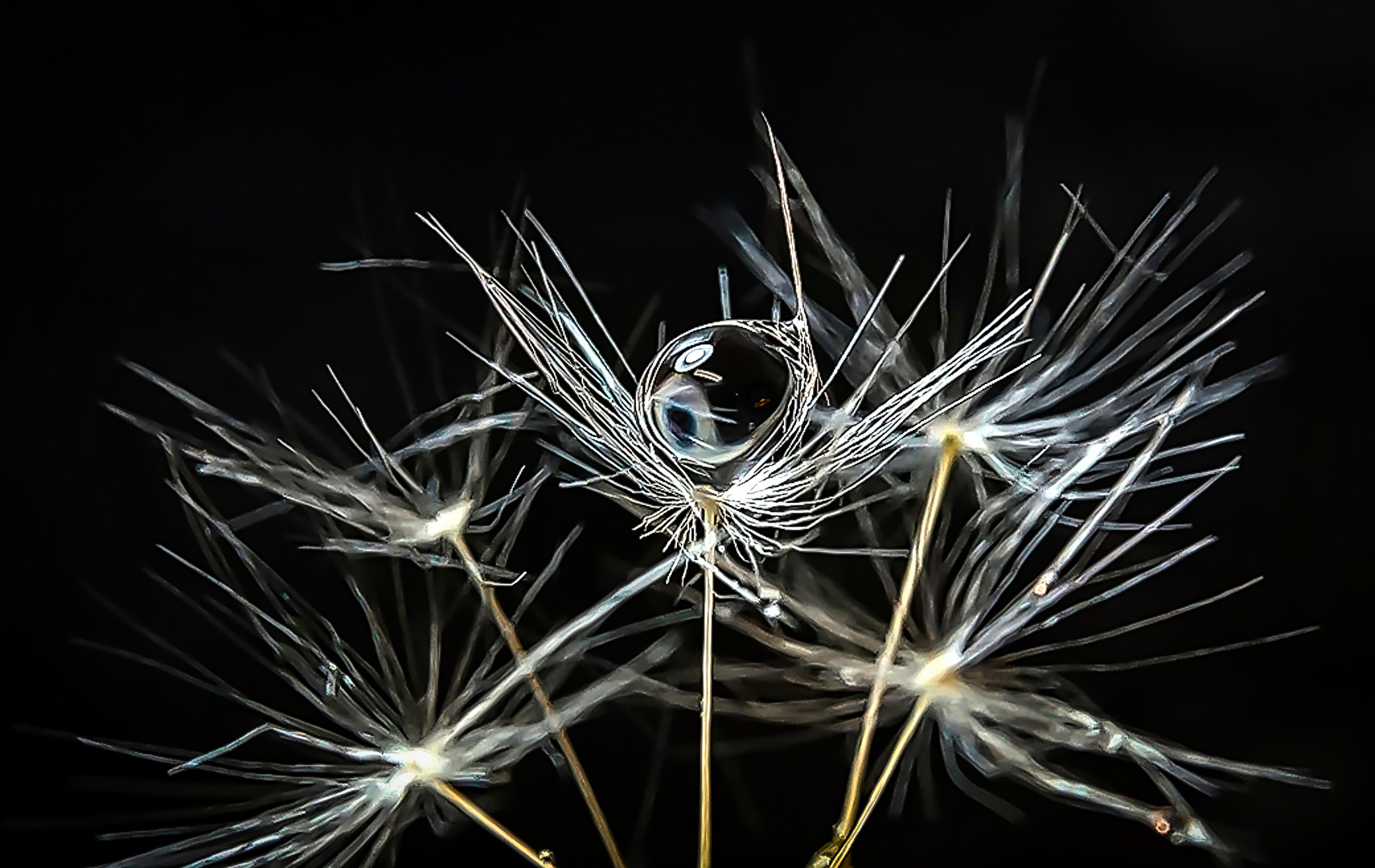 Glycerintropfen auf Pusteblume