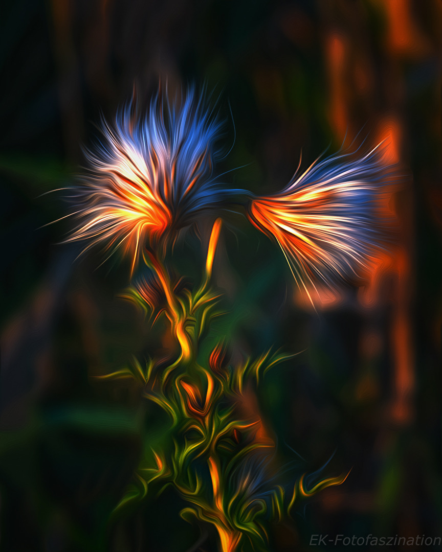 Distel im letzten Licht des Tages