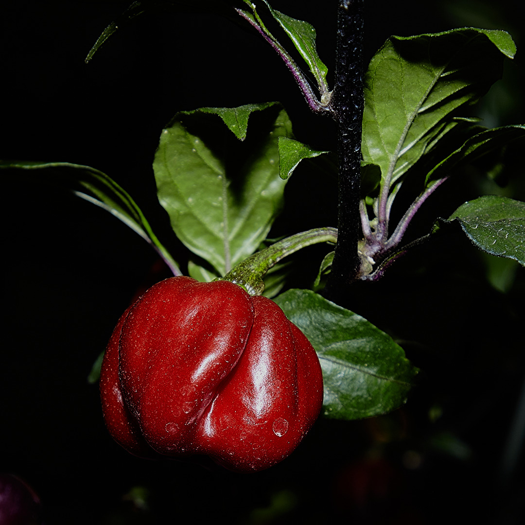 Kräuter einmal ein wenig schärfer!