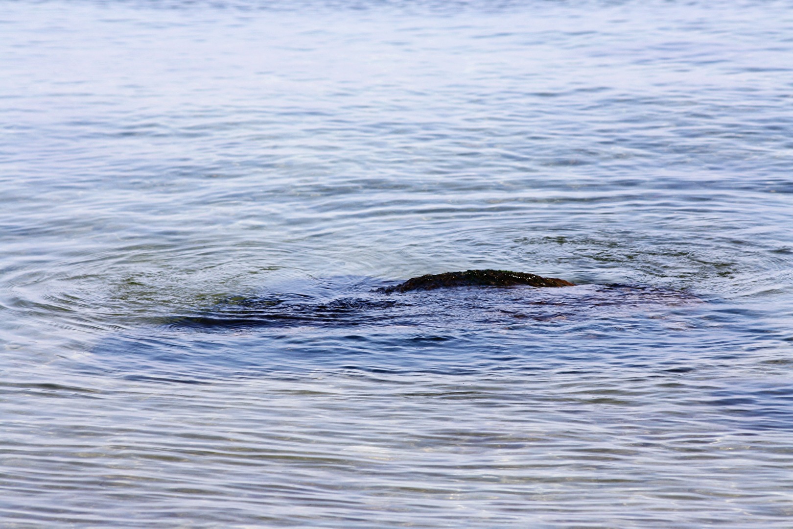 Wasser