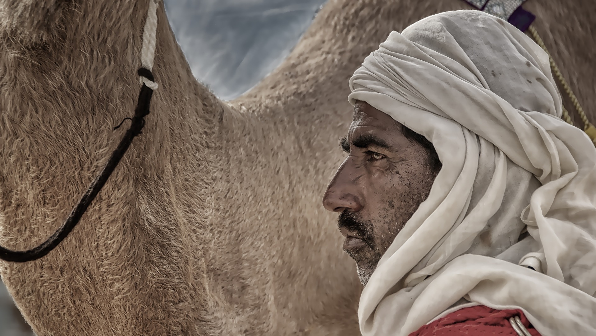 tha arab and the camel 2