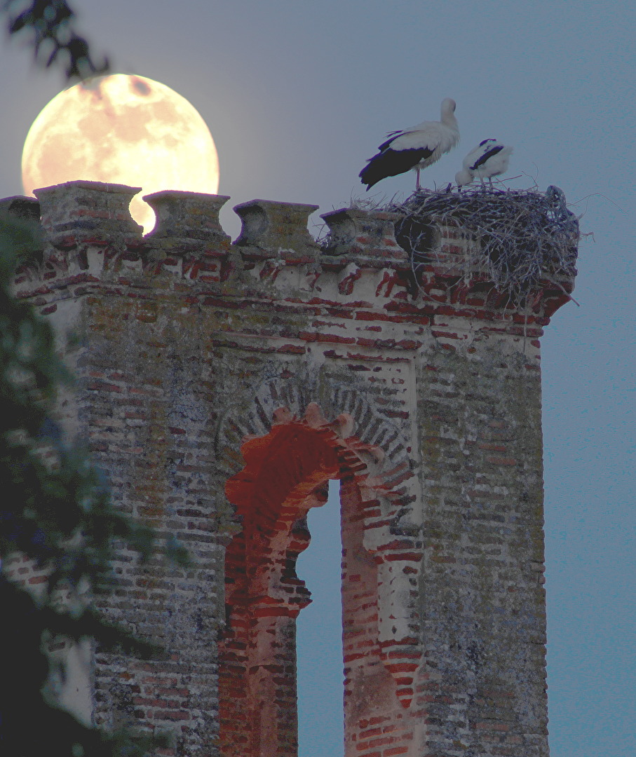 Blutmond erwartet den Klapperstorch