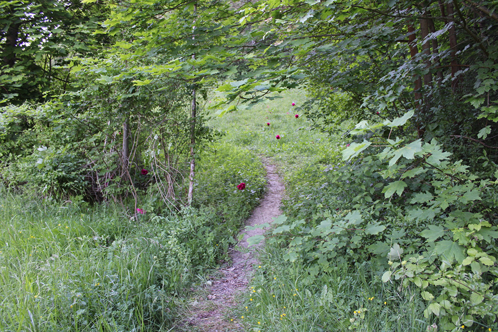 Es blüht am Waldweg