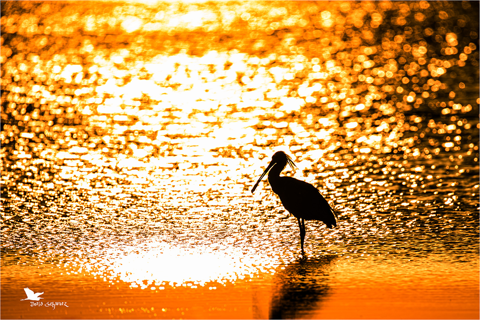 Löffler bei Sonnenuntergang