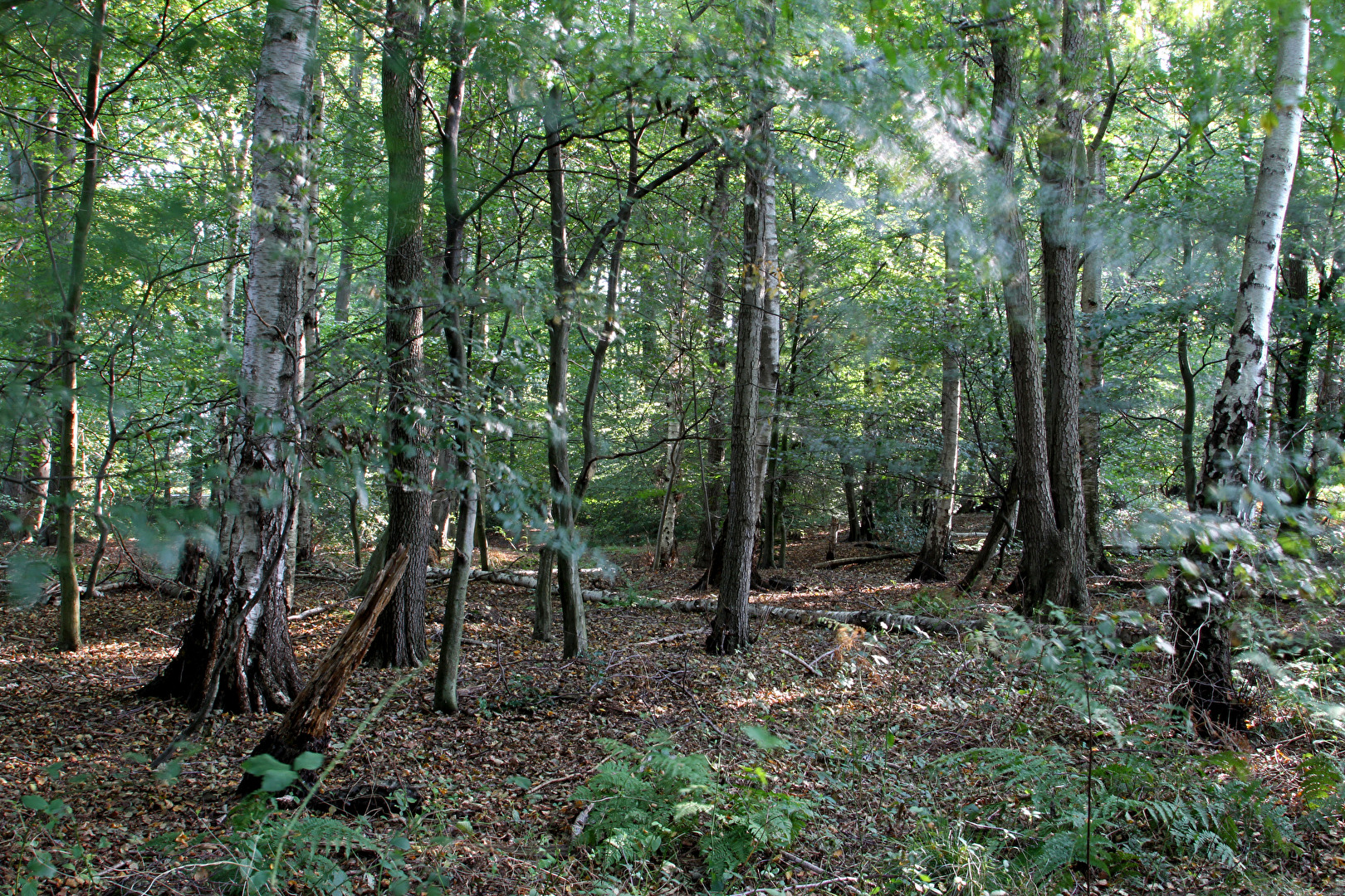 Langenfeld