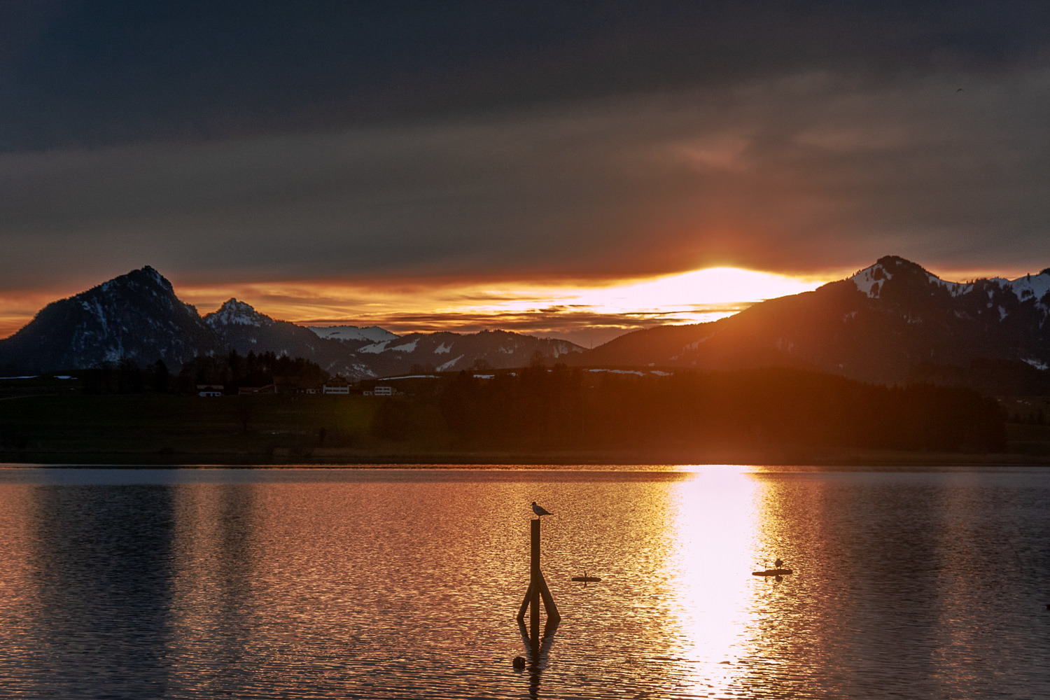 Vogel der Nacht