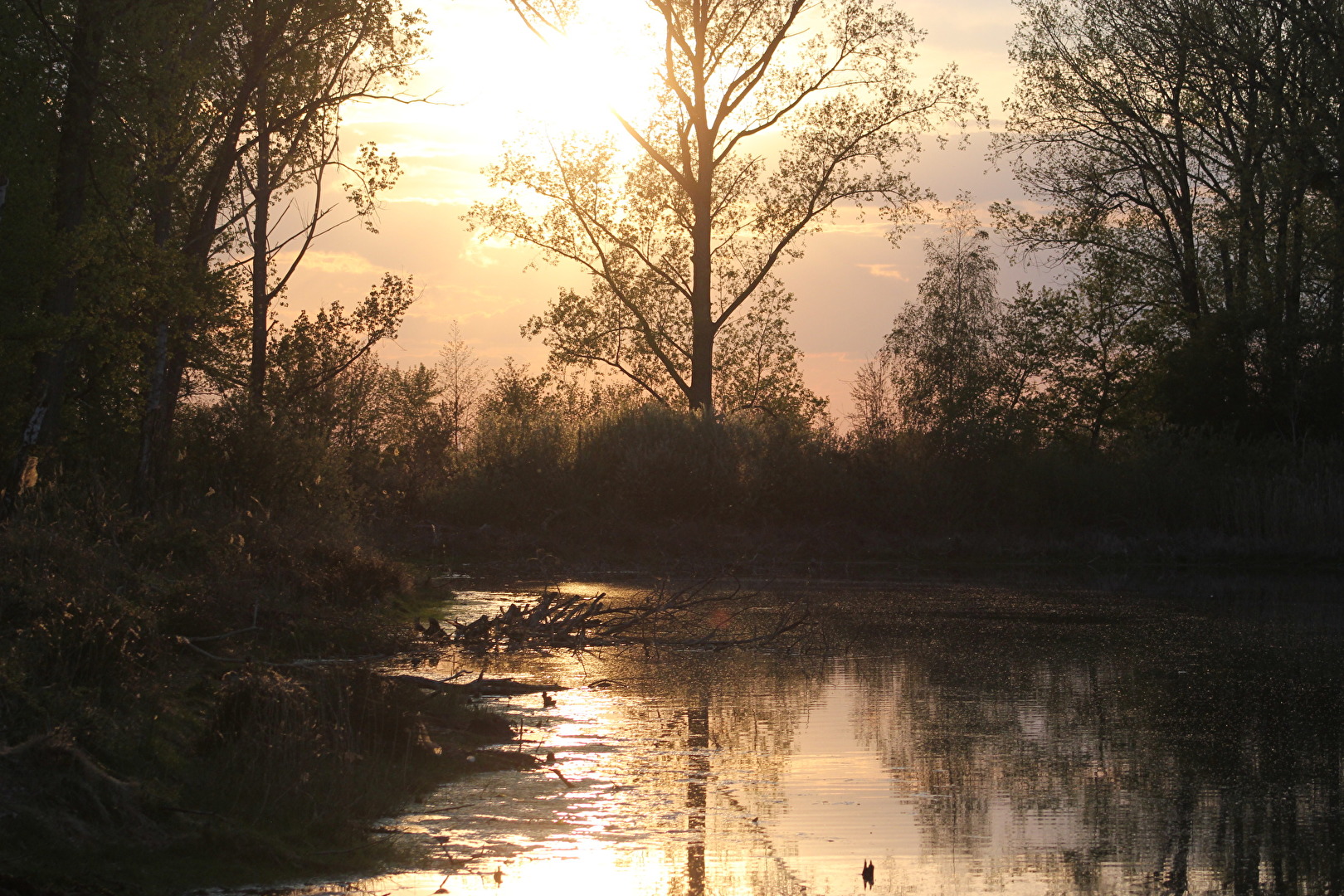 Erinnerung, abends am Teich