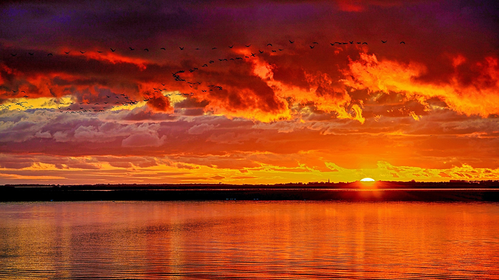 Kranichzug im Sonnenuntergang auf dem Darß