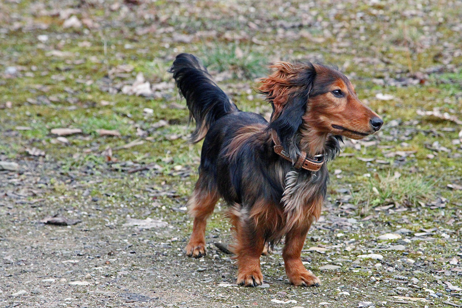 Jasper