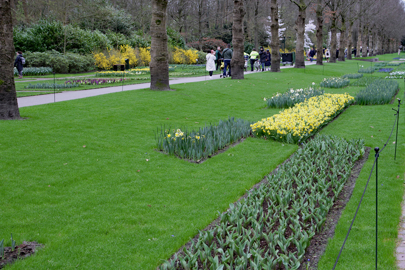 Lisse
