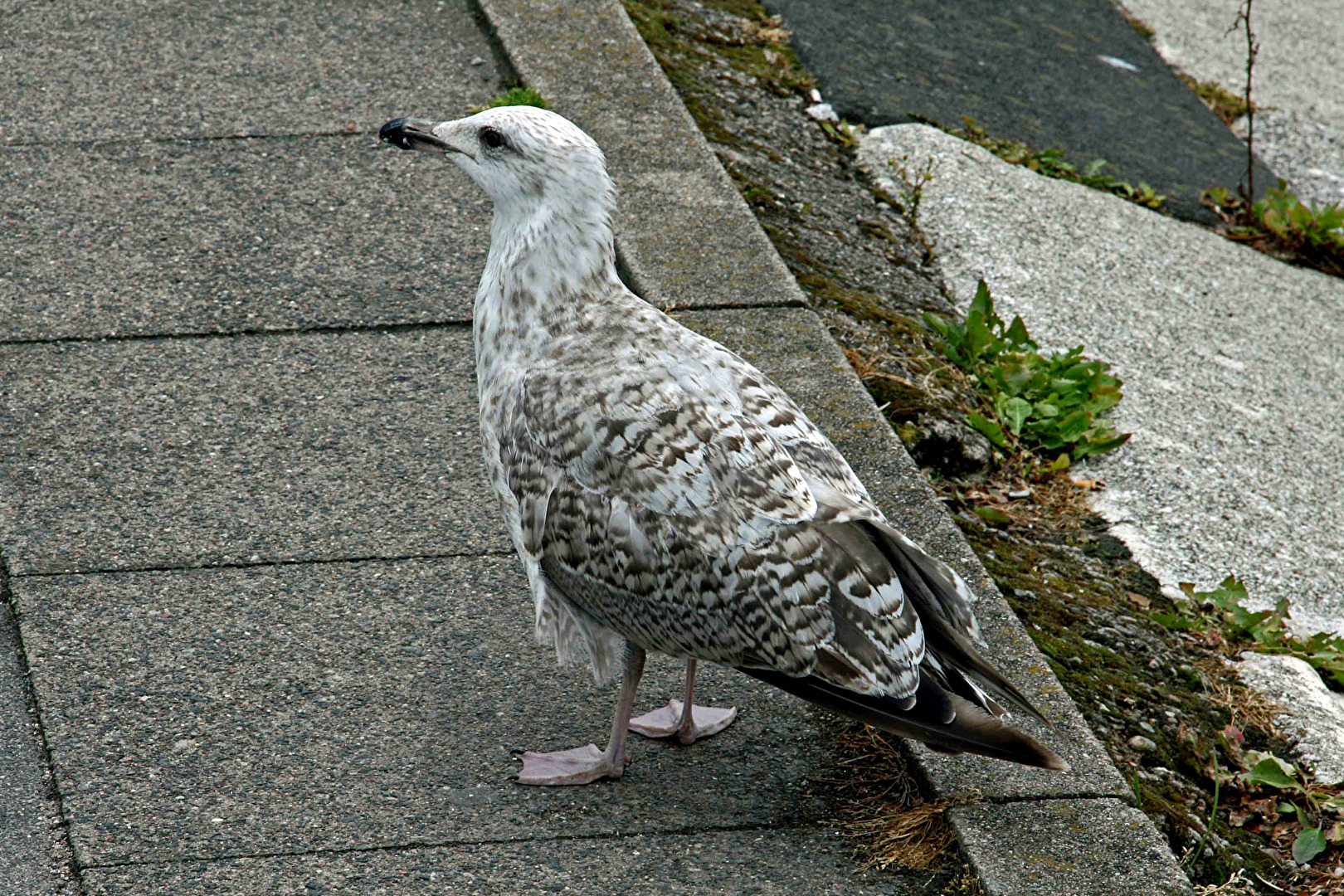 Fehmarn