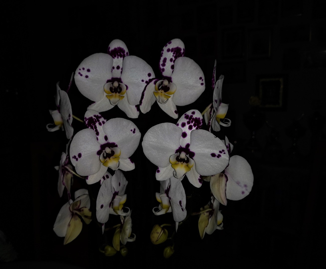 Orchideen