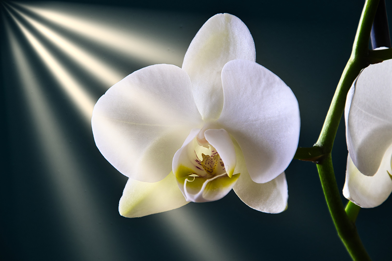 Experiment mit Orchidee