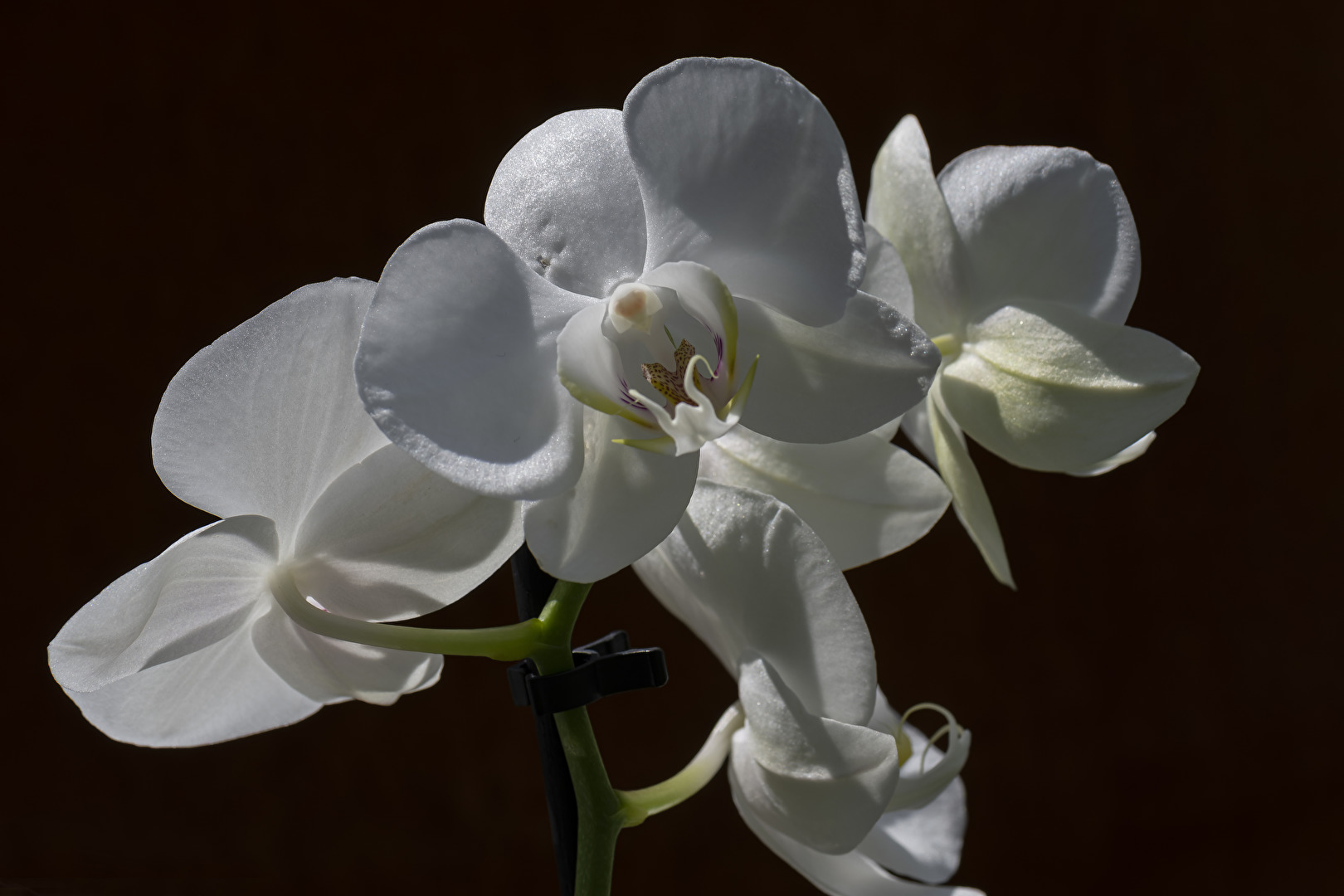 Orchidee..