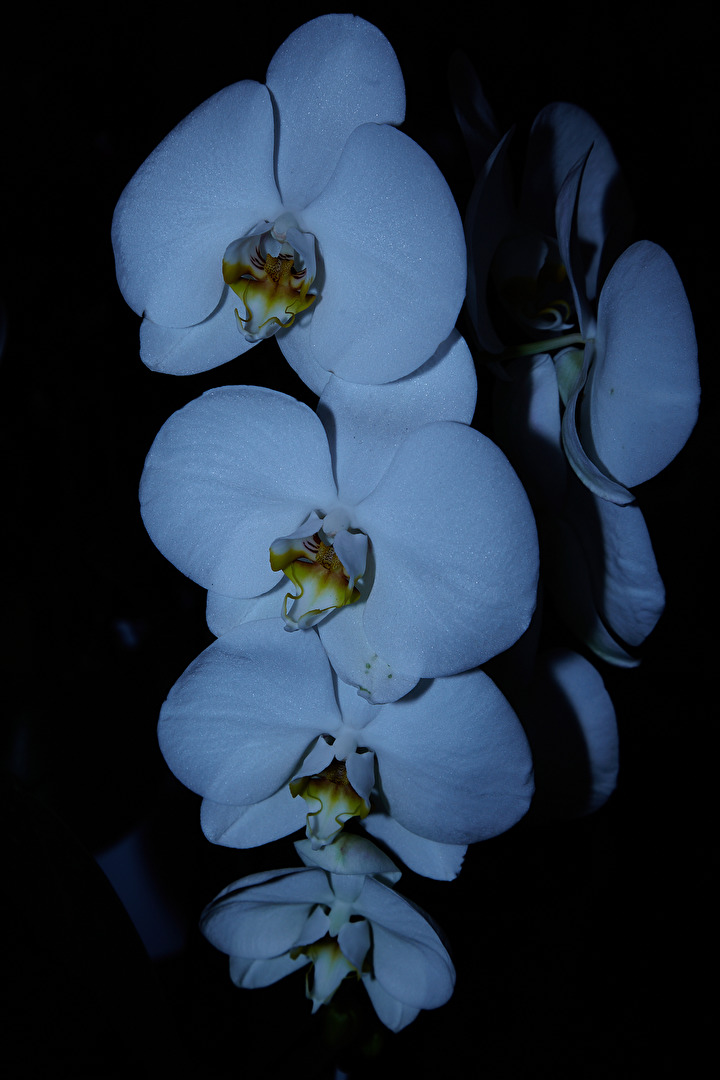 Orchideen