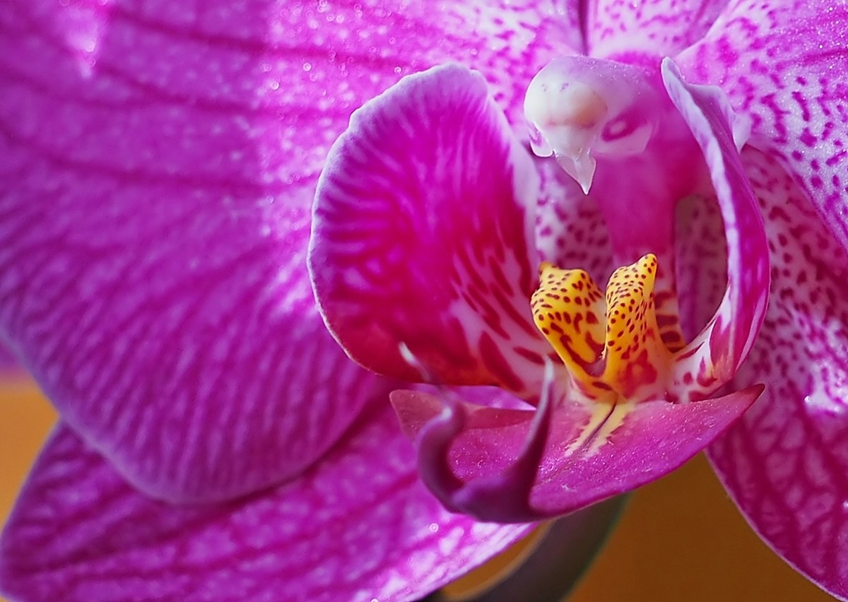 Orchideen Blüte