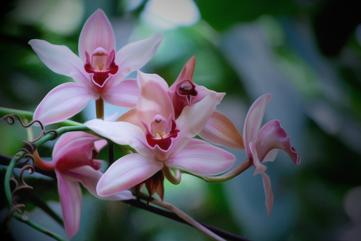 Orchidee