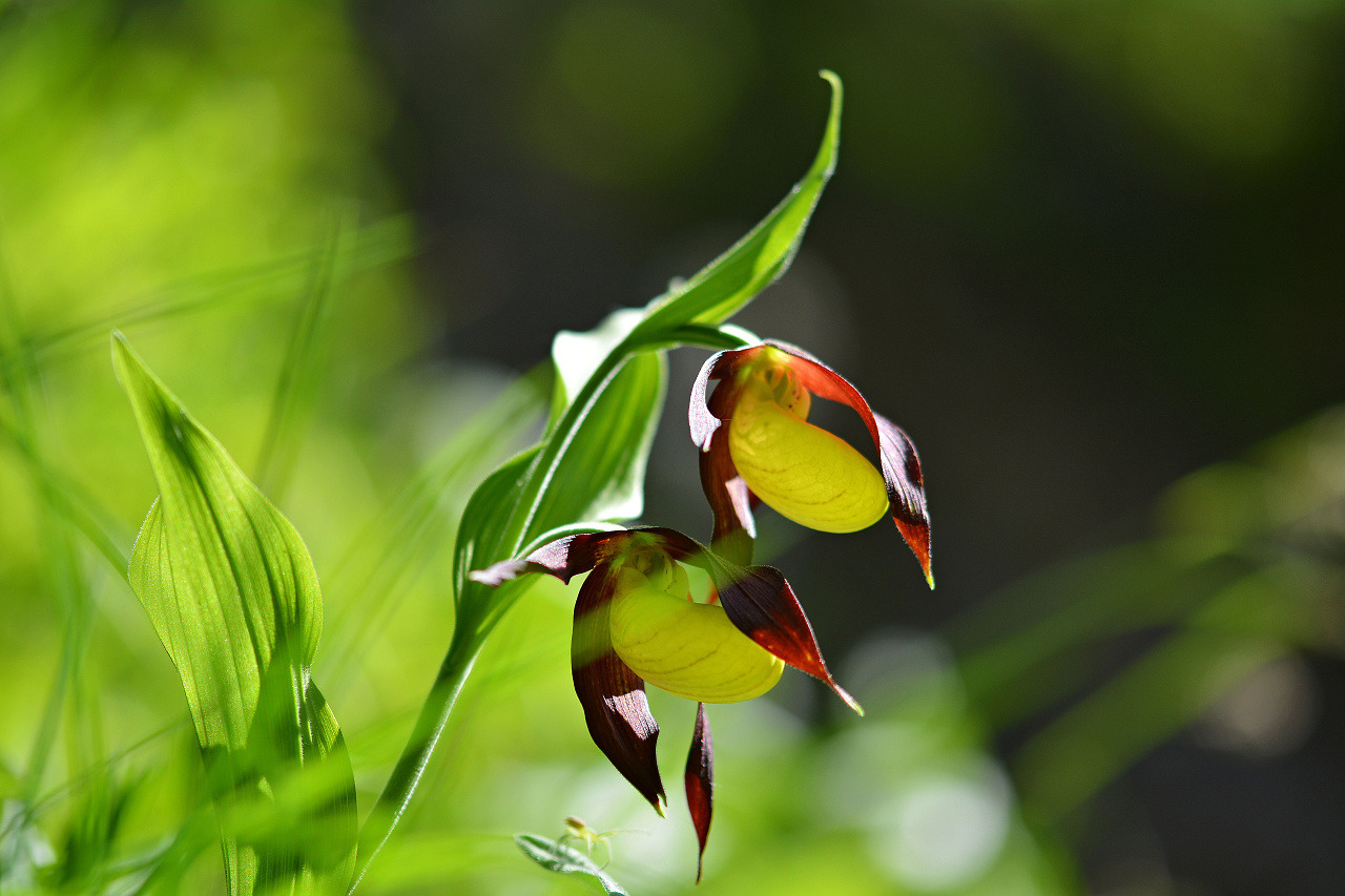 Frauenschuh (Cypripedium calceolus)