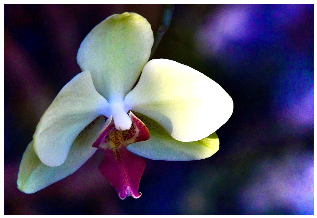 Orchideen