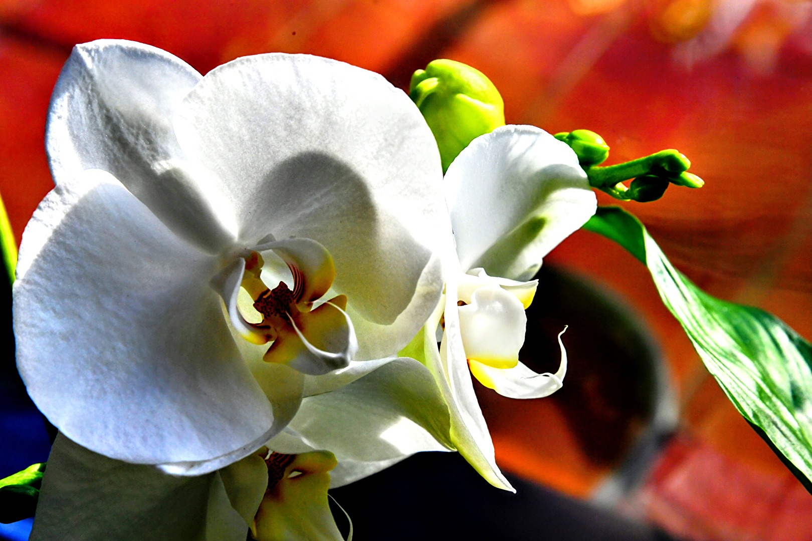 Orchideen
