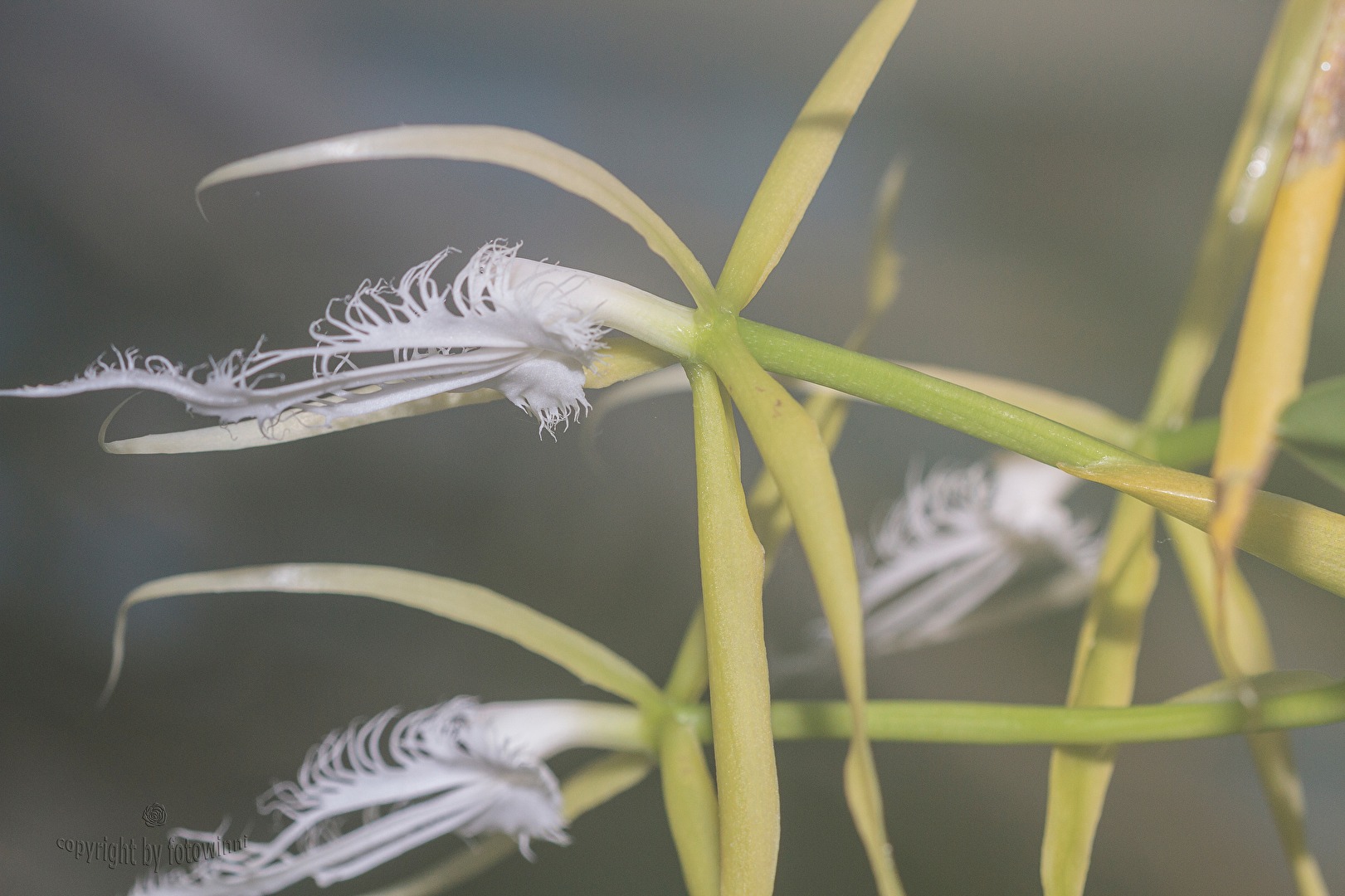 Orchidee im Nebel