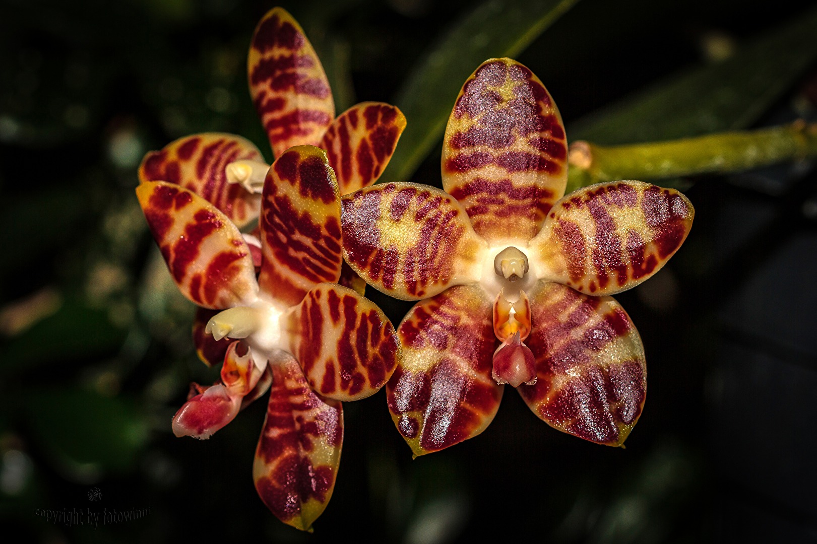 Orchidee