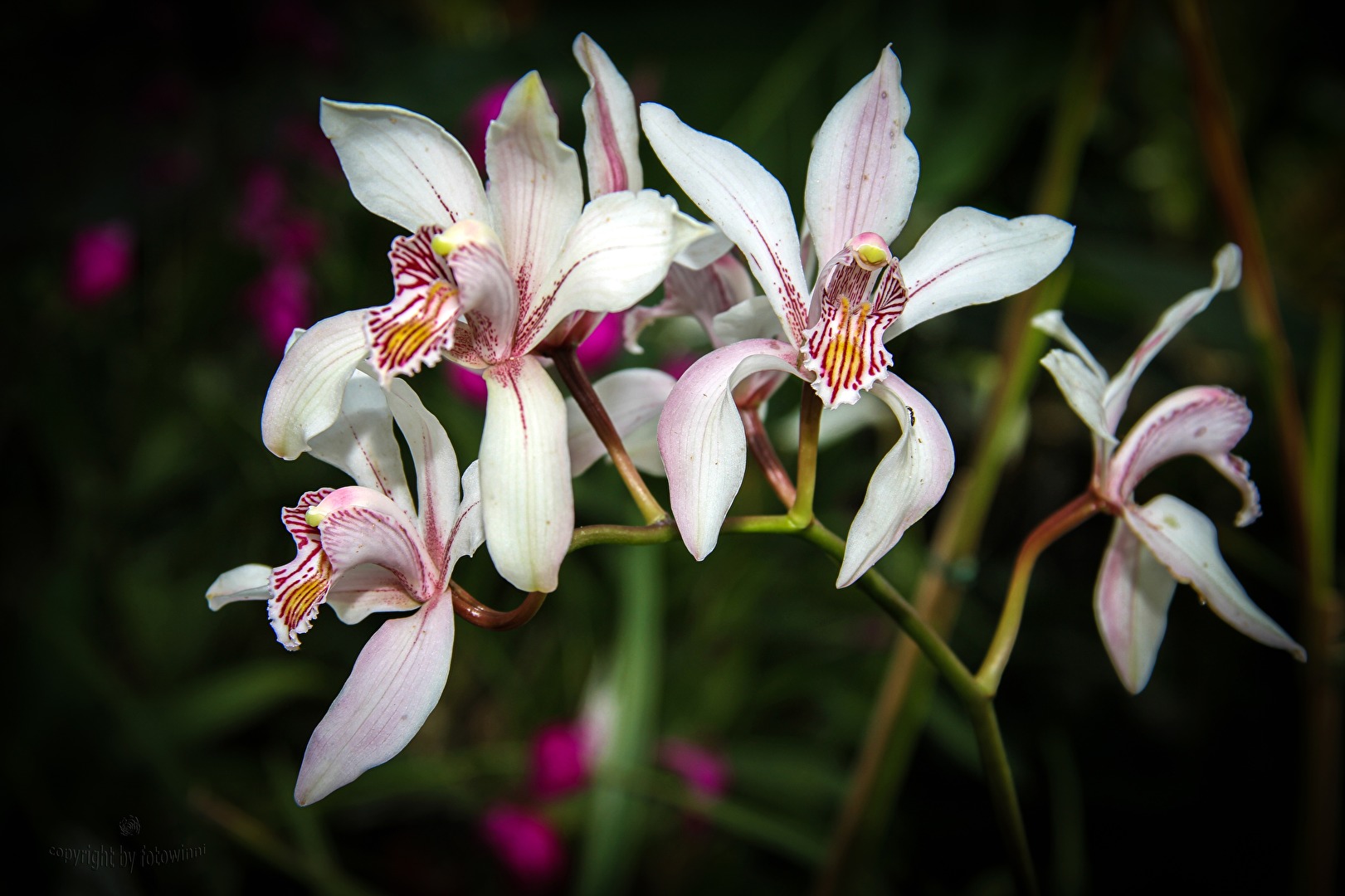 Orchidee
