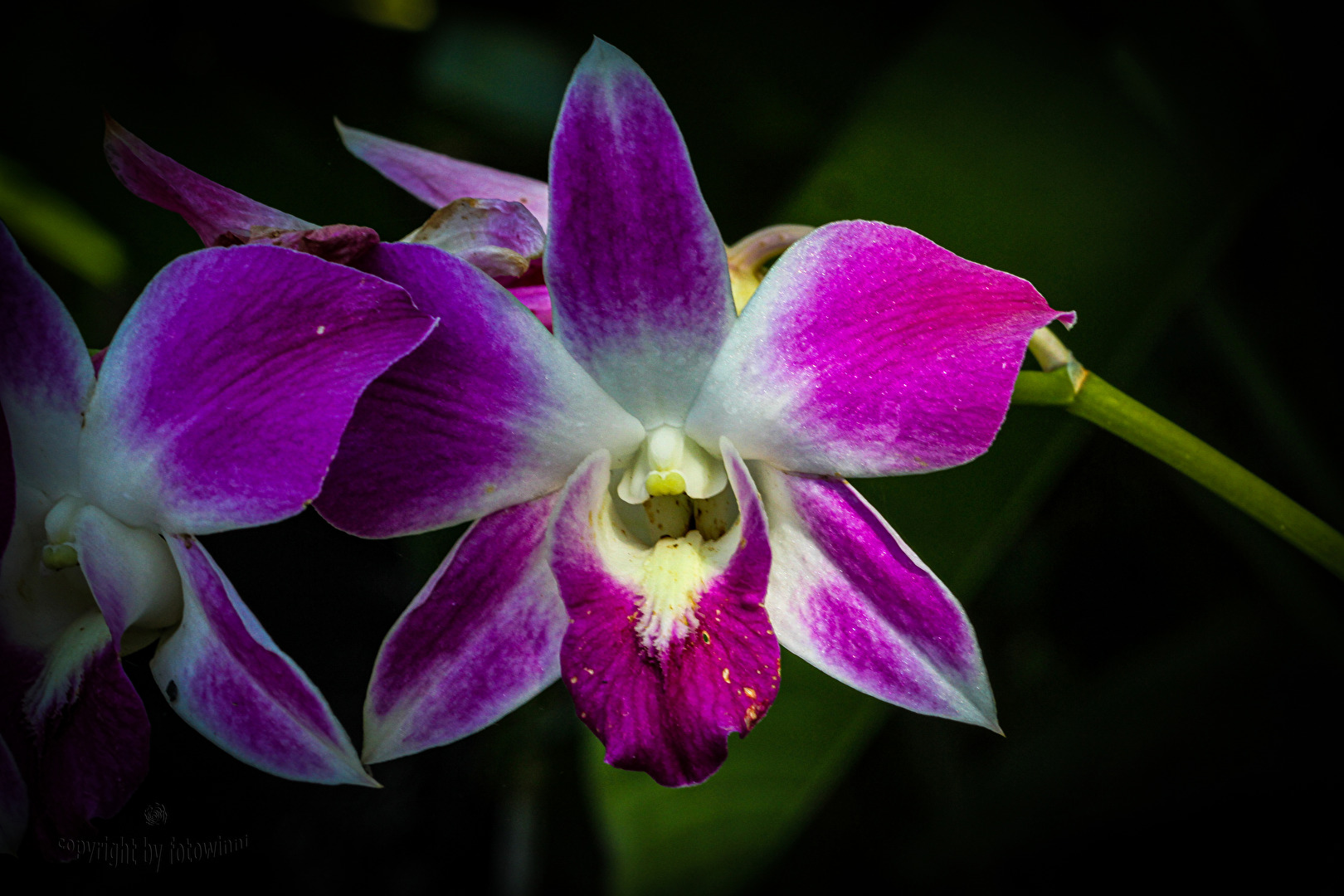 Bali - Orchidee