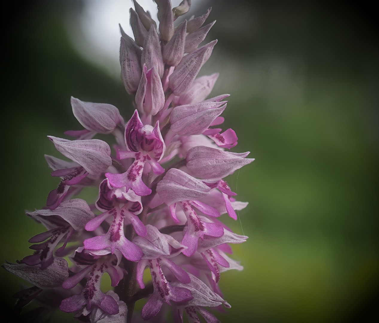 Orchis militaris