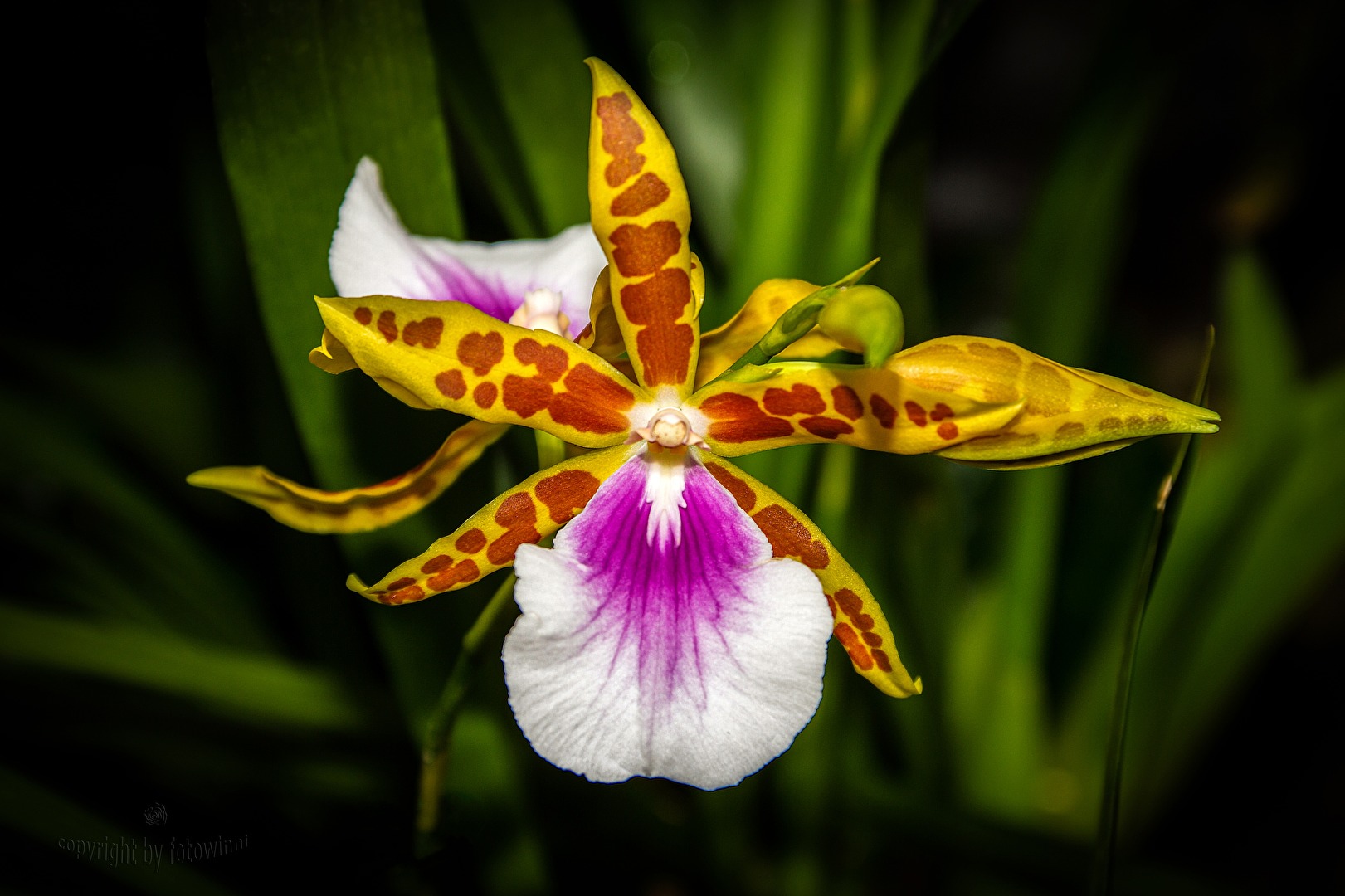 Orchidee