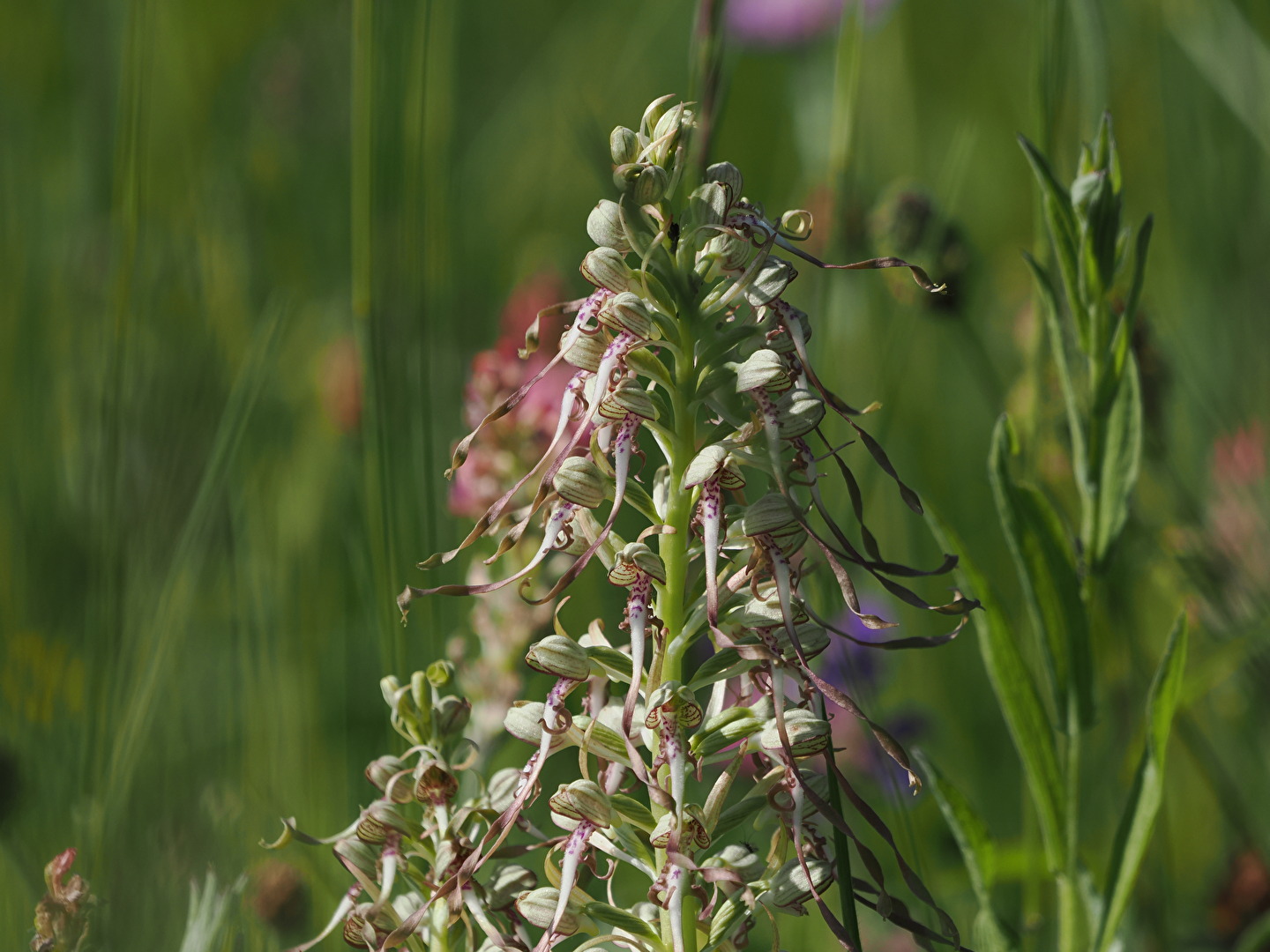 Himantoglossum hircinum