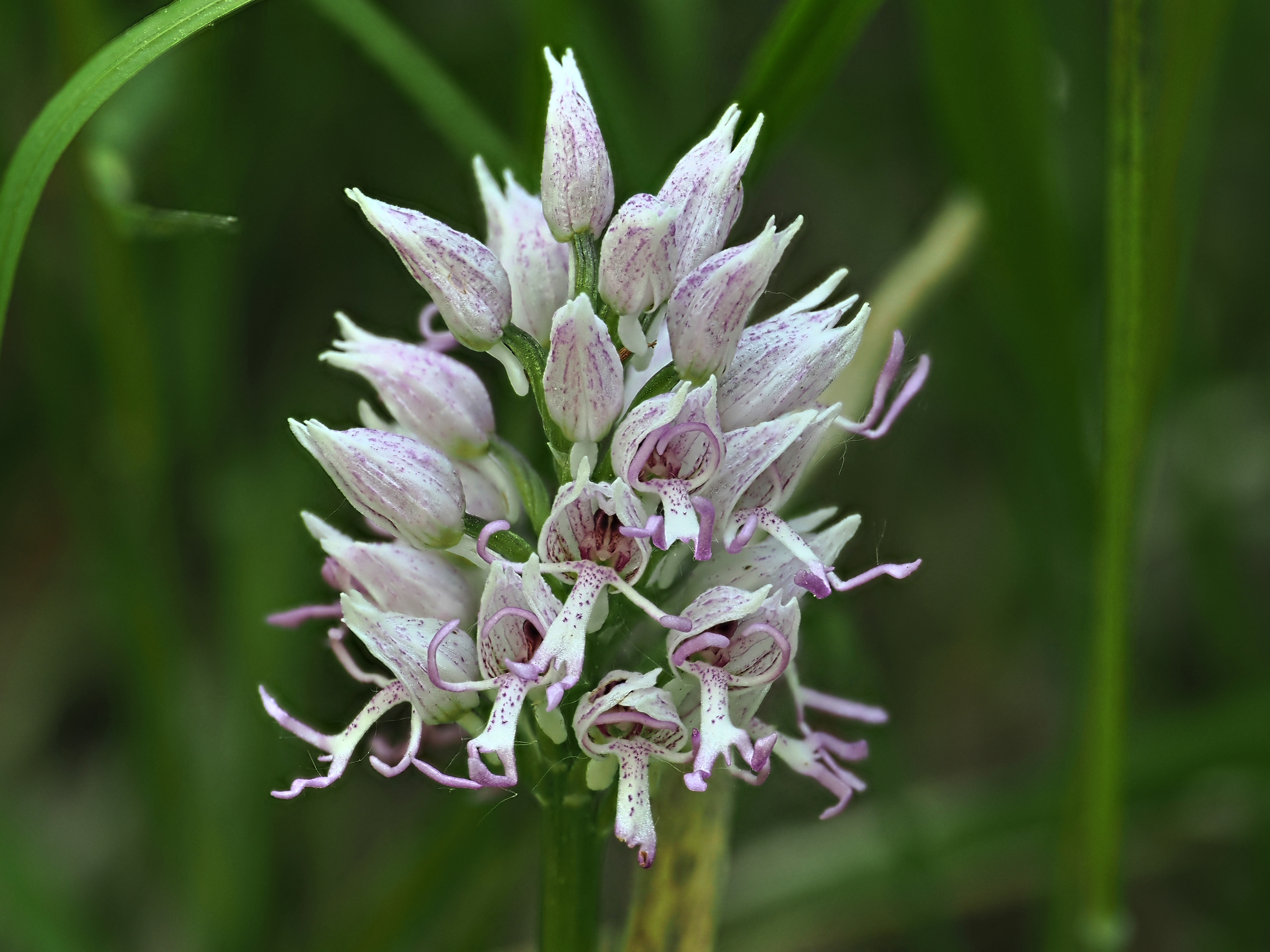 Orchis simia