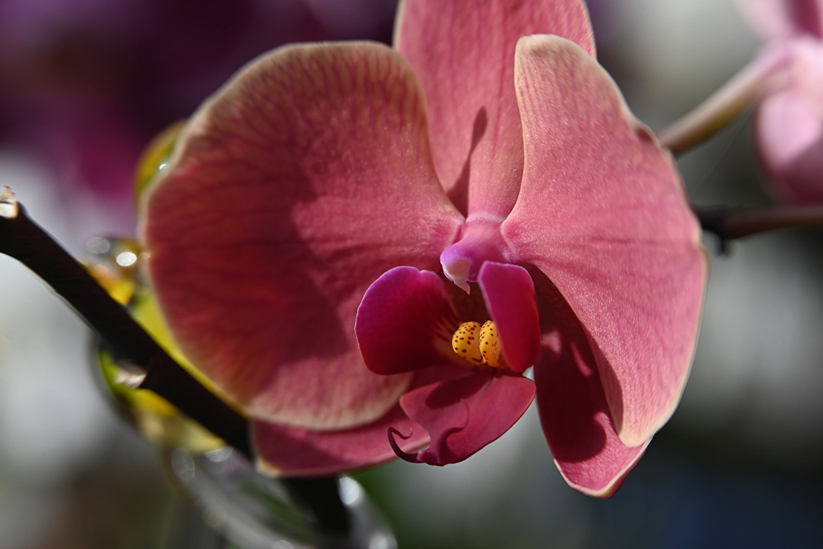 Orchideenblüte