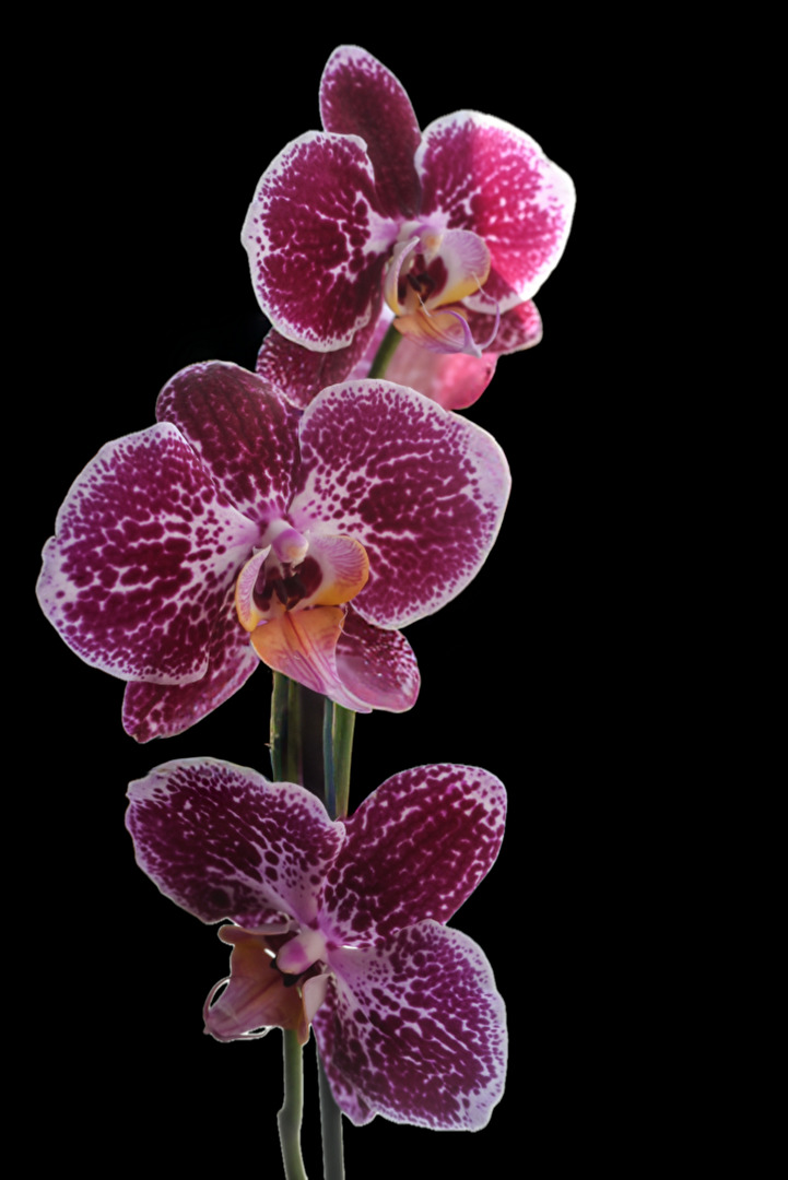Orchidee