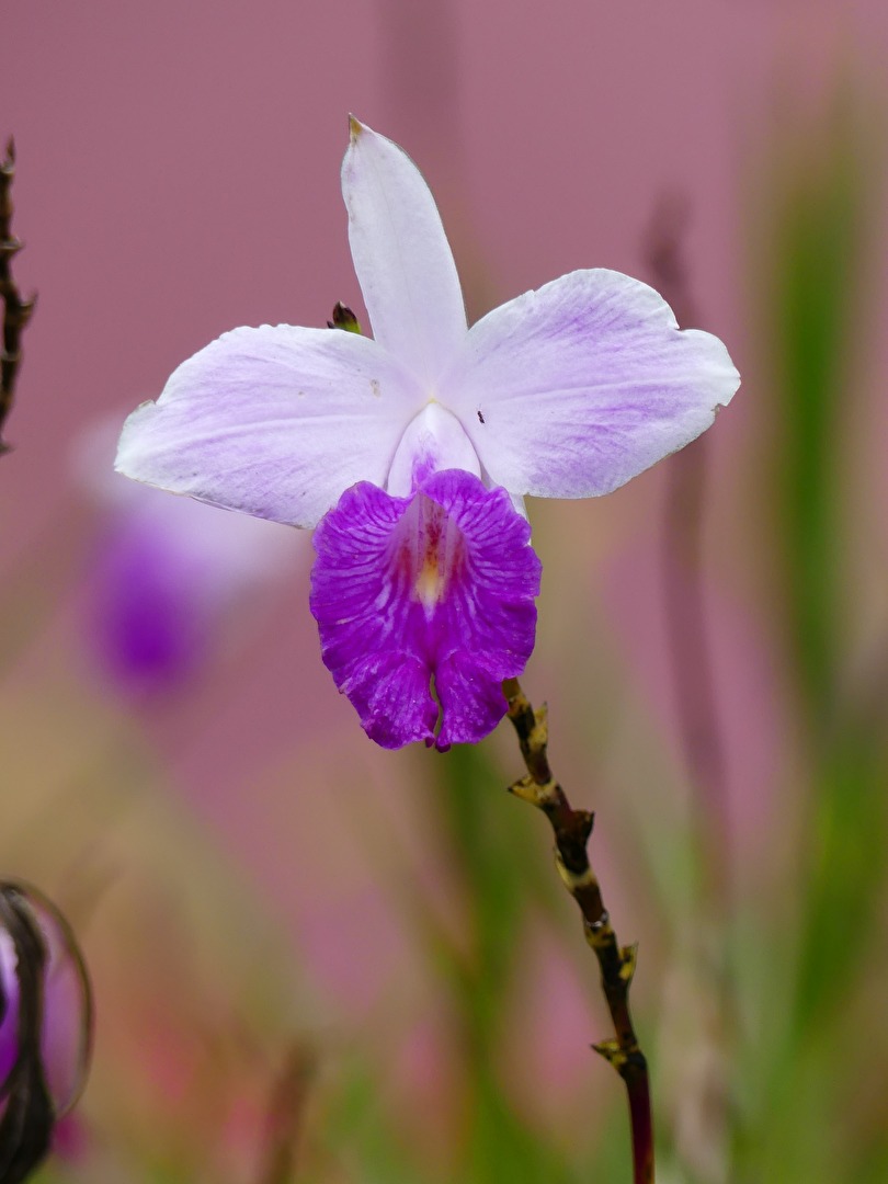 Flower III